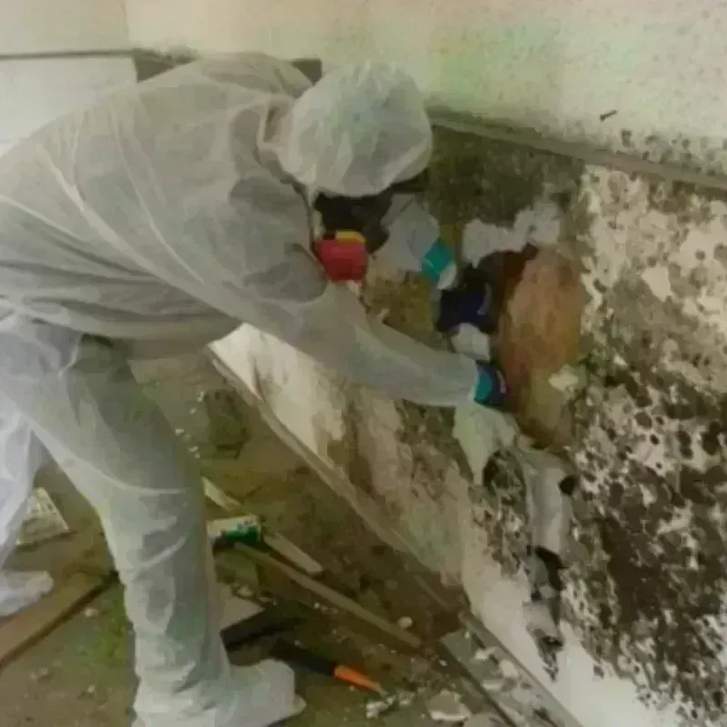 Mold Remediation and Removal in Forsyth County, NC